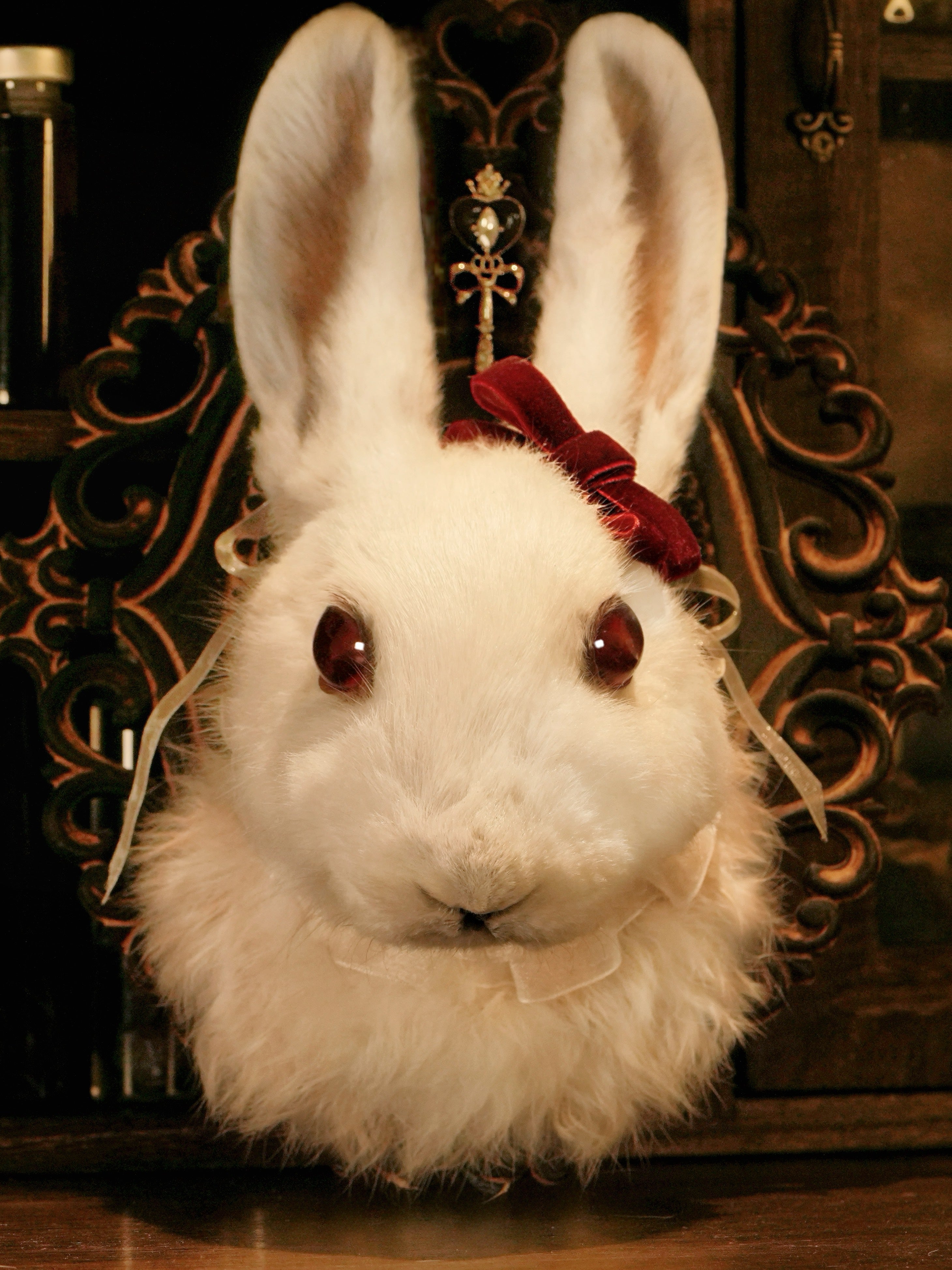 剝製標本 Taxidermy
