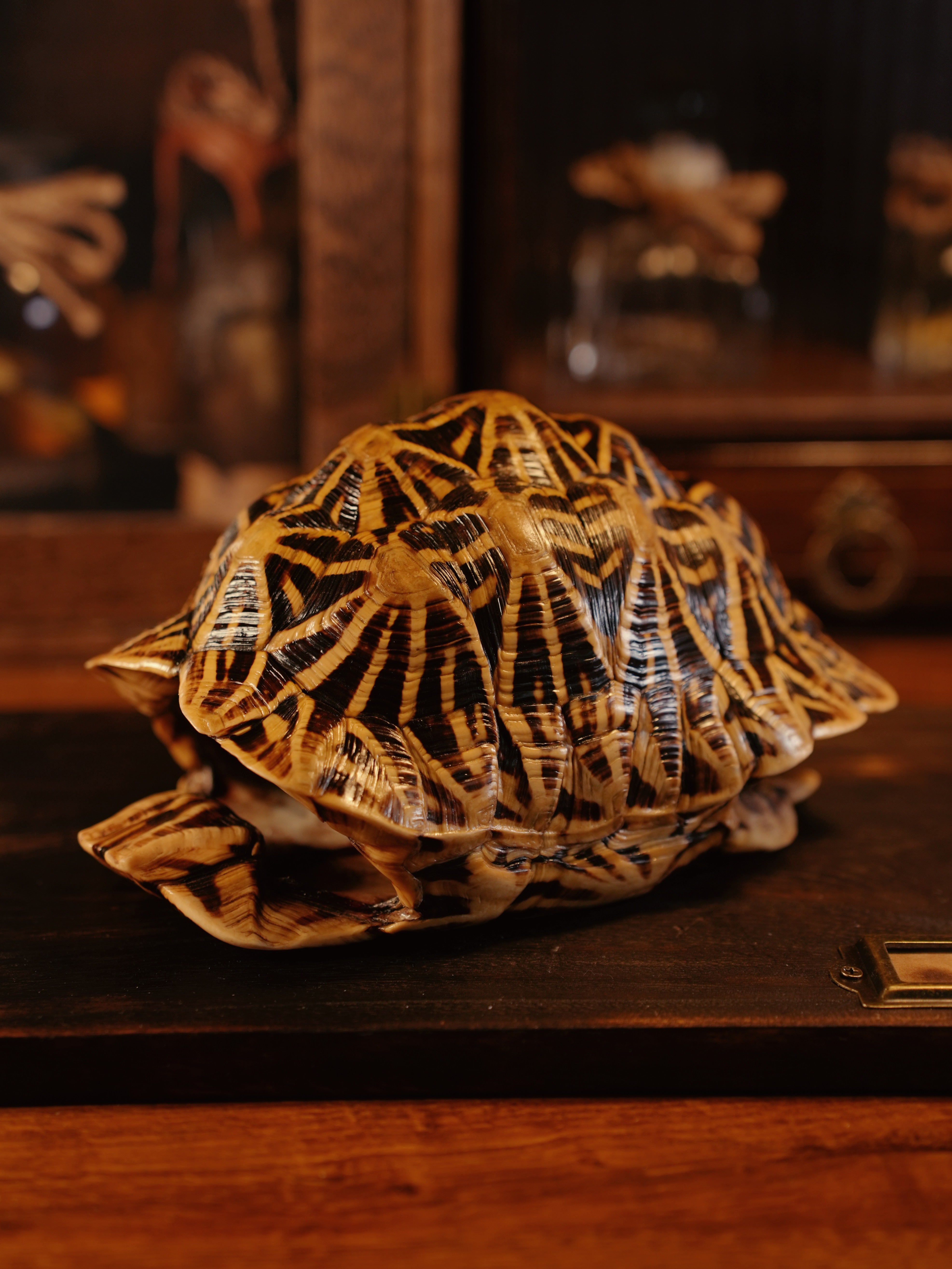 龜殼標本 Tortoise shell specimen
